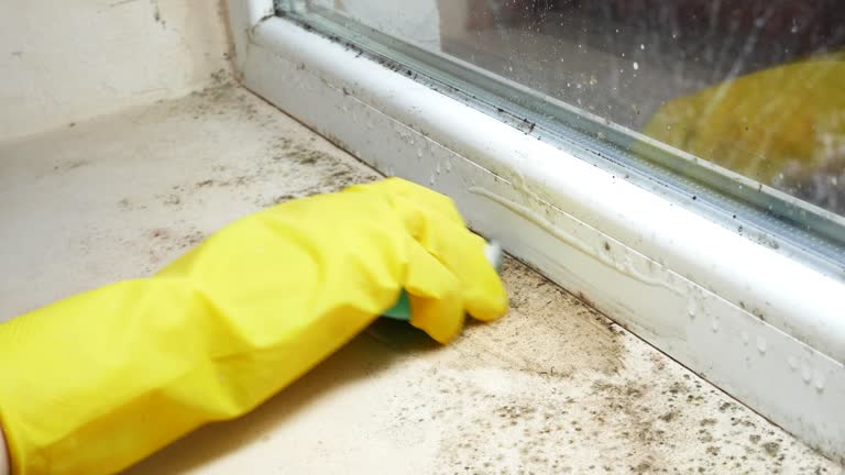 Best Biohazard Mold Removal  in Timpson, TX